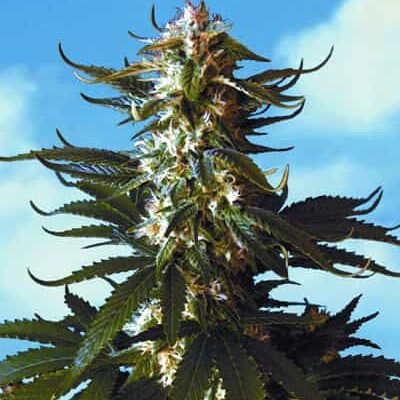 Book: "MARIJUANA NEW SCHOOL OUTDOOR CULTIVATION"