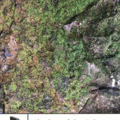 Book: "Shadow of the Colossus"